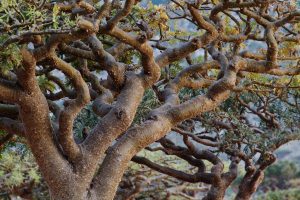 ACEITE ESENCIAL DE INCIENSO ( Boswellia carterii ) Olibanum