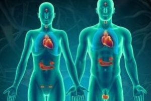 ENTENDIENDO NUESTRO SISTEMA ENDOCRINO