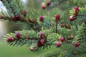 ACEITES ESENCIALES EN PRIMAVERA
